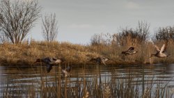 BULT: Hunting Simulator (2026)